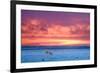 Polar Bear Sunset-Howard Ruby-Framed Photographic Print