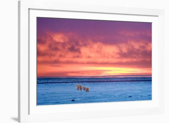 Polar Bear Sunset-Howard Ruby-Framed Photographic Print