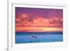 Polar Bear Sunset-Howard Ruby-Framed Photographic Print