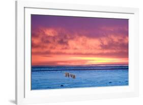 Polar Bear Sunset-Howard Ruby-Framed Photographic Print