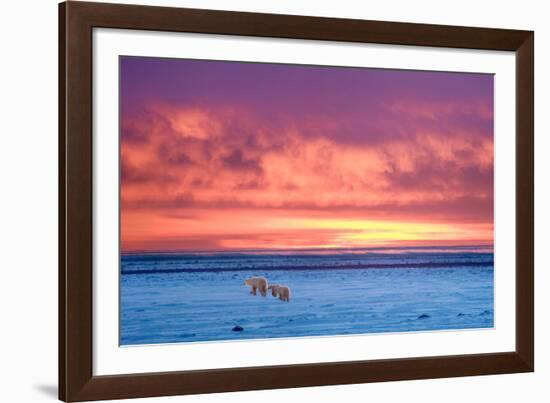 Polar Bear Sunset-Howard Ruby-Framed Photographic Print