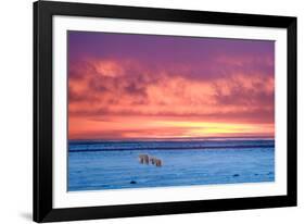 Polar Bear Sunset-Howard Ruby-Framed Photographic Print