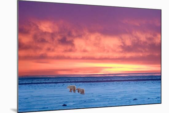 Polar Bear Sunset-Howard Ruby-Mounted Photographic Print