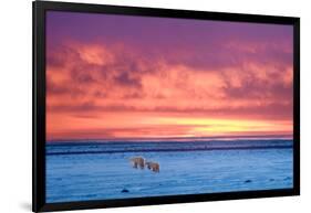 Polar Bear Sunset-Howard Ruby-Framed Photographic Print