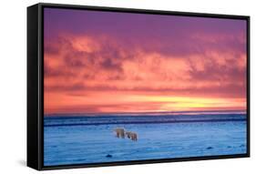 Polar Bear Sunset-Howard Ruby-Framed Stretched Canvas