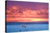 Polar Bear Sunset-Howard Ruby-Stretched Canvas