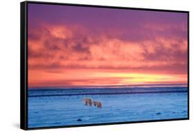 Polar Bear Sunset-Howard Ruby-Framed Stretched Canvas