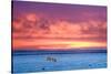 Polar Bear Sunset-Howard Ruby-Stretched Canvas