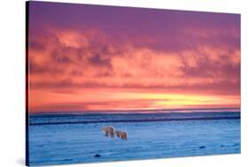 Polar Bear Sunset-Howard Ruby-Stretched Canvas