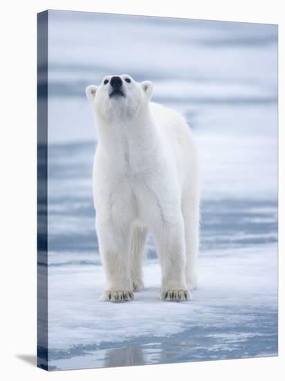 Polar Bear, Svalbard, Norway-Paul Souders-Stretched Canvas