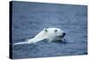 Polar Bear, Svalbard, Norway-Paul Souders-Stretched Canvas