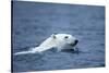 Polar Bear, Svalbard, Norway-Paul Souders-Stretched Canvas