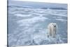 Polar Bear, Svalbard, Norway-Paul Souders-Stretched Canvas