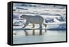 Polar Bear, Svalbard, Norway-Paul Souders-Framed Stretched Canvas