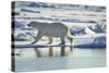 Polar Bear, Svalbard, Norway-Paul Souders-Stretched Canvas