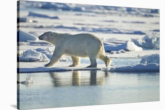 Polar Bear, Svalbard, Norway-Paul Souders-Stretched Canvas