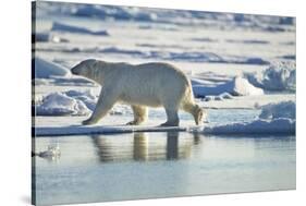Polar Bear, Svalbard, Norway-Paul Souders-Stretched Canvas