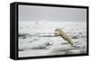 Polar Bear, Svalbard, Norway-Paul Souders-Framed Stretched Canvas