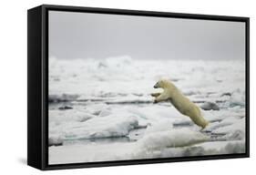 Polar Bear, Svalbard, Norway-Paul Souders-Framed Stretched Canvas