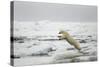 Polar Bear, Svalbard, Norway-Paul Souders-Stretched Canvas