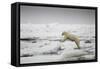 Polar Bear, Svalbard, Norway-Paul Souders-Framed Stretched Canvas