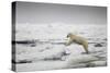 Polar Bear, Svalbard, Norway-Paul Souders-Stretched Canvas