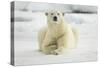 Polar Bear, Svalbard, Norway-Paul Souders-Stretched Canvas