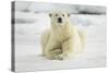 Polar Bear, Svalbard, Norway-Paul Souders-Stretched Canvas