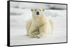 Polar Bear, Svalbard, Norway-Paul Souders-Framed Stretched Canvas