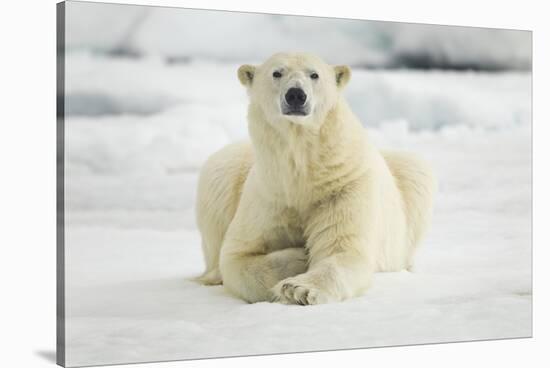 Polar Bear, Svalbard, Norway-Paul Souders-Stretched Canvas