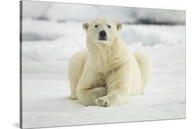 Polar Bear, Svalbard, Norway-Paul Souders-Stretched Canvas