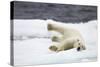 Polar Bear, Svalbard, Norway-Paul Souders-Stretched Canvas