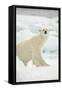 Polar Bear, Svalbard, Norway-Paul Souders-Framed Stretched Canvas