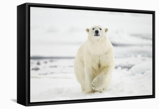 Polar Bear, Svalbard, Norway-Paul Souders-Framed Stretched Canvas