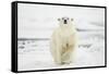 Polar Bear, Svalbard, Norway-Paul Souders-Framed Stretched Canvas