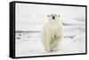 Polar Bear, Svalbard, Norway-Paul Souders-Framed Stretched Canvas