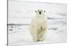 Polar Bear, Svalbard, Norway-Paul Souders-Stretched Canvas