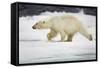 Polar Bear, Svalbard, Norway-Paul Souders-Framed Stretched Canvas