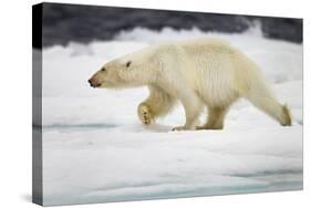 Polar Bear, Svalbard, Norway-Paul Souders-Stretched Canvas