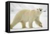 Polar Bear, Svalbard, Norway-Paul Souders-Framed Stretched Canvas