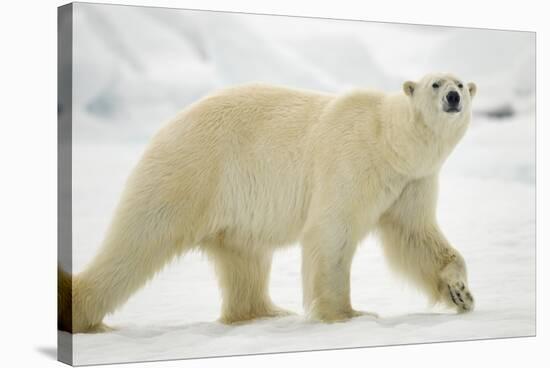 Polar Bear, Svalbard, Norway-Paul Souders-Stretched Canvas