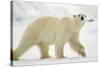 Polar Bear, Svalbard, Norway-Paul Souders-Stretched Canvas