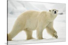 Polar Bear, Svalbard, Norway-Paul Souders-Stretched Canvas