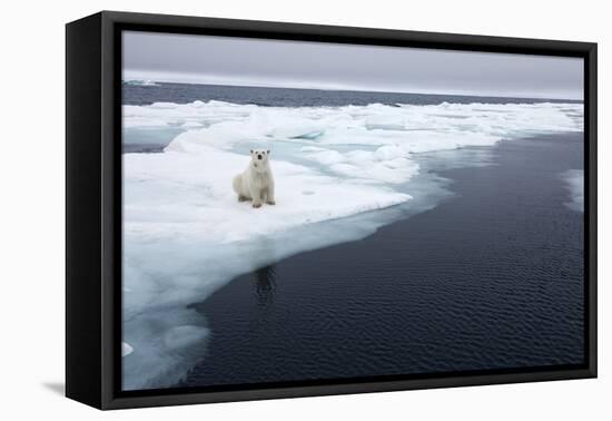 Polar Bear, Svalbard, Norway-Paul Souders-Framed Stretched Canvas