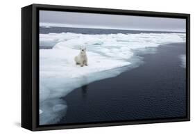 Polar Bear, Svalbard, Norway-Paul Souders-Framed Stretched Canvas