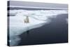 Polar Bear, Svalbard, Norway-Paul Souders-Stretched Canvas