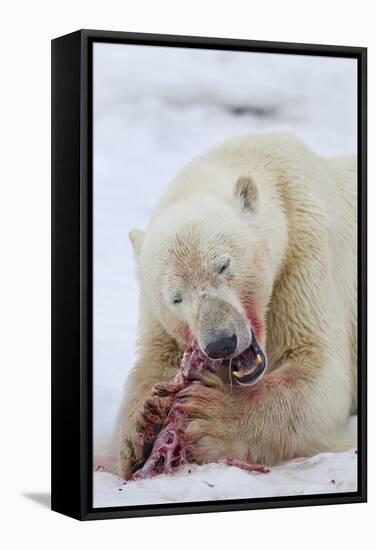 Polar Bear, Svalbard, Norway-Paul Souders-Framed Stretched Canvas