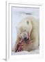 Polar Bear, Svalbard, Norway-Paul Souders-Framed Premium Photographic Print