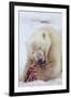 Polar Bear, Svalbard, Norway-Paul Souders-Framed Premium Photographic Print