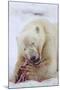 Polar Bear, Svalbard, Norway-Paul Souders-Mounted Premium Photographic Print